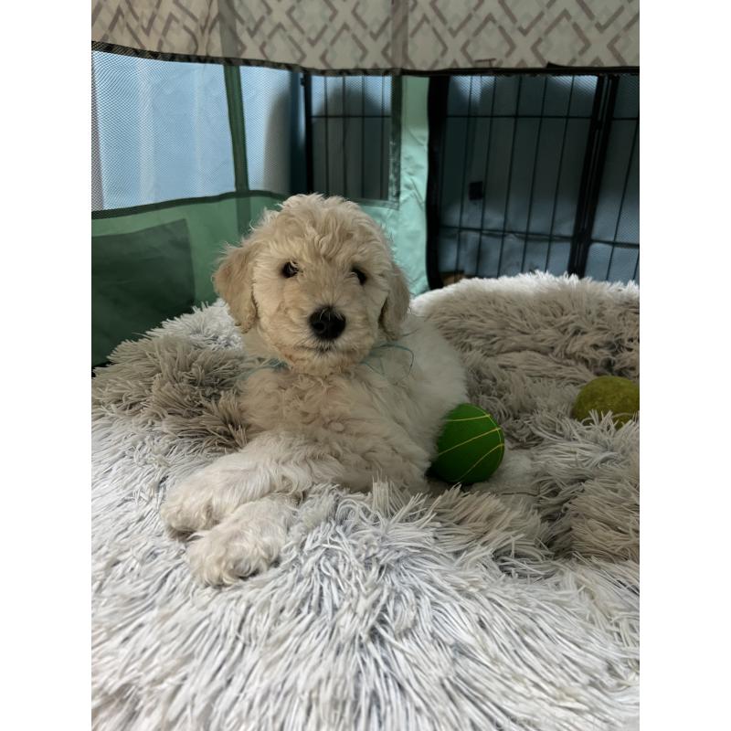 販売中の大阪府のスタンダードプードル-451603の2枚目