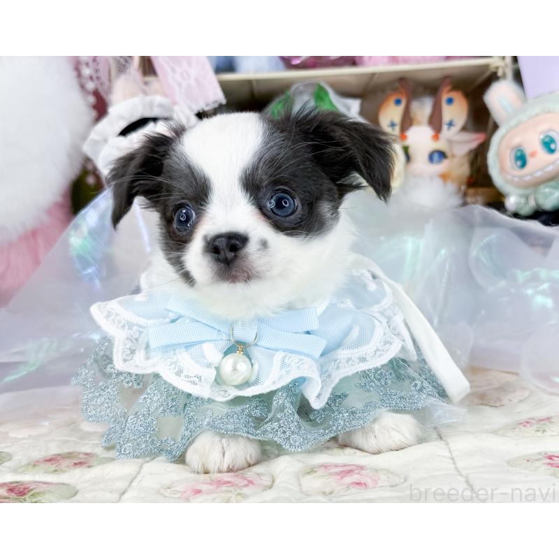 販売中の福岡県のチワワ(ロングコート)-444260の6枚目