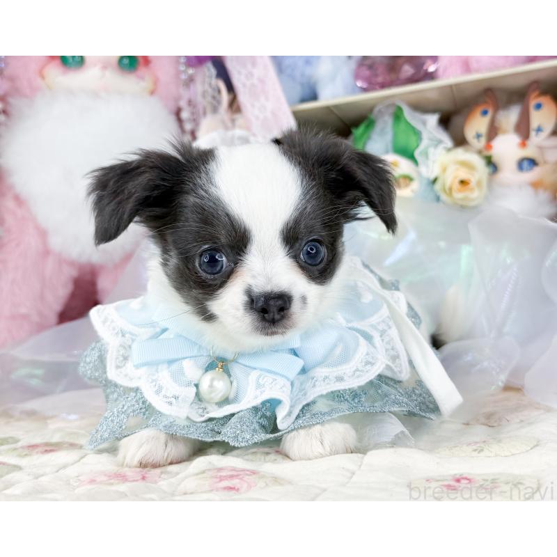 販売中の福岡県のチワワ(ロングコート)-444260の5枚目