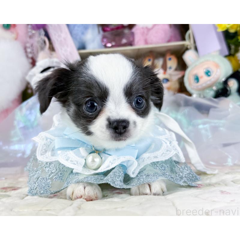 販売中の福岡県のチワワ(ロングコート)-444260の4枚目