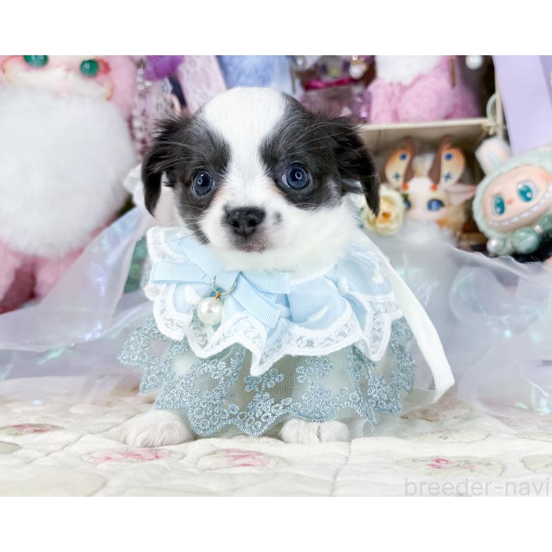 販売中の福岡県のチワワ(ロングコート)-444260の3枚目