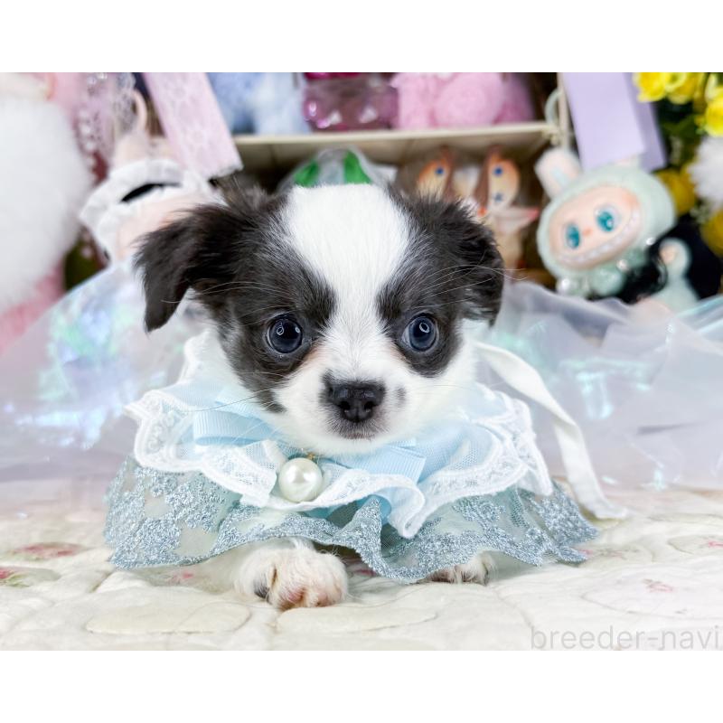 販売中の福岡県のチワワ(ロングコート)-444260の2枚目