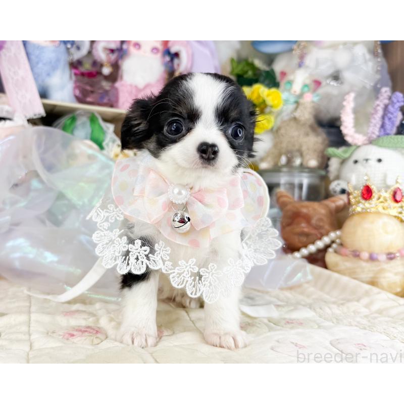 販売中の福岡県のチワワ(ロングコート)-444259の6枚目