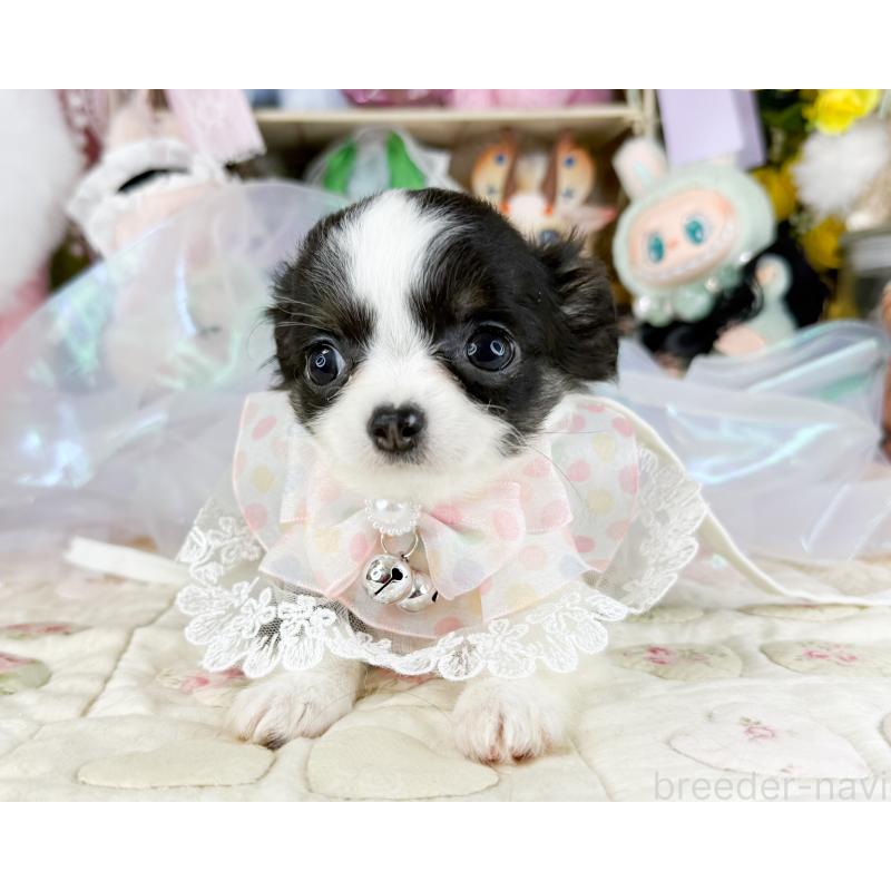 販売中の福岡県のチワワ(ロングコート)-444259の5枚目