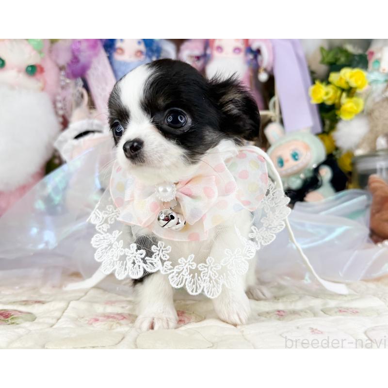 販売中の福岡県のチワワ(ロングコート)-444259の4枚目