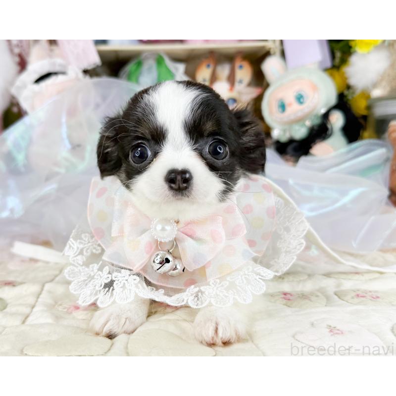 販売中の福岡県のチワワ(ロングコート)-444259の3枚目