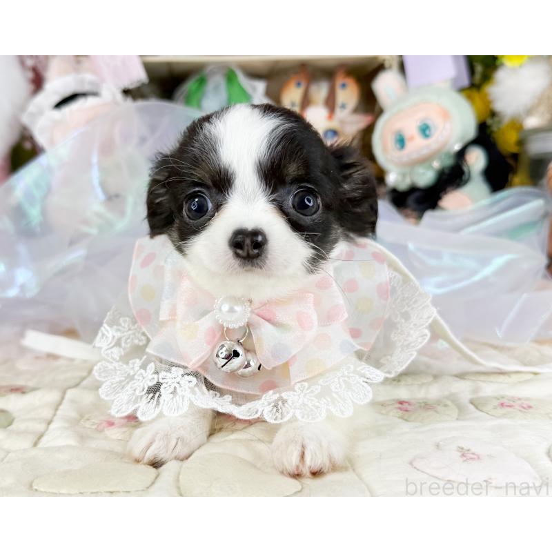 販売中の福岡県のチワワ(ロングコート)-444259の2枚目