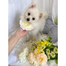 ♀︎ポメラニアン