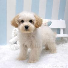 ♀︎マルプー:マルチーズ×トイプードル