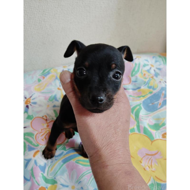 販売中の大阪府のミニチュアピンシャー(ミニピン)-451343の5枚目