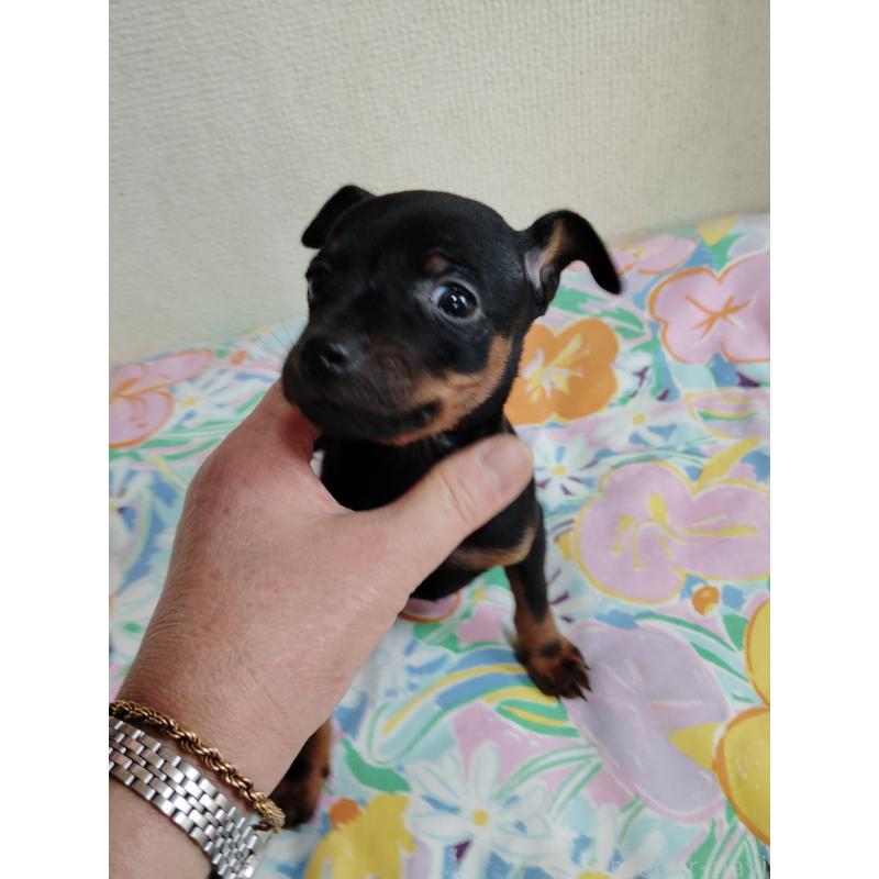 販売中の大阪府のミニチュアピンシャー(ミニピン)-451343の4枚目