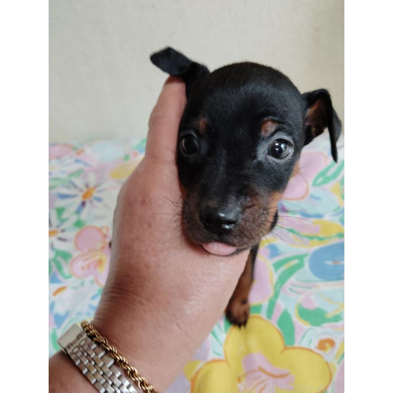 販売中の大阪府のミニチュアピンシャー(ミニピン)-451046の7枚目