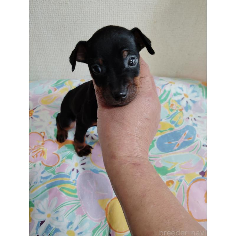 販売中の大阪府のミニチュアピンシャー(ミニピン)-451046の6枚目