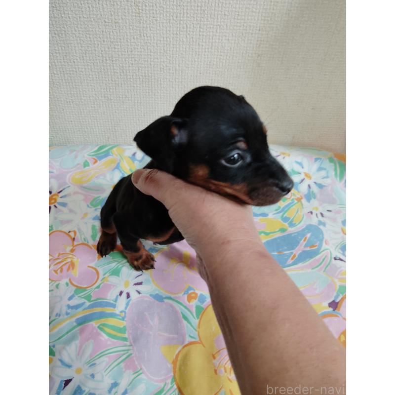 販売中の大阪府のミニチュアピンシャー(ミニピン)-451046の5枚目