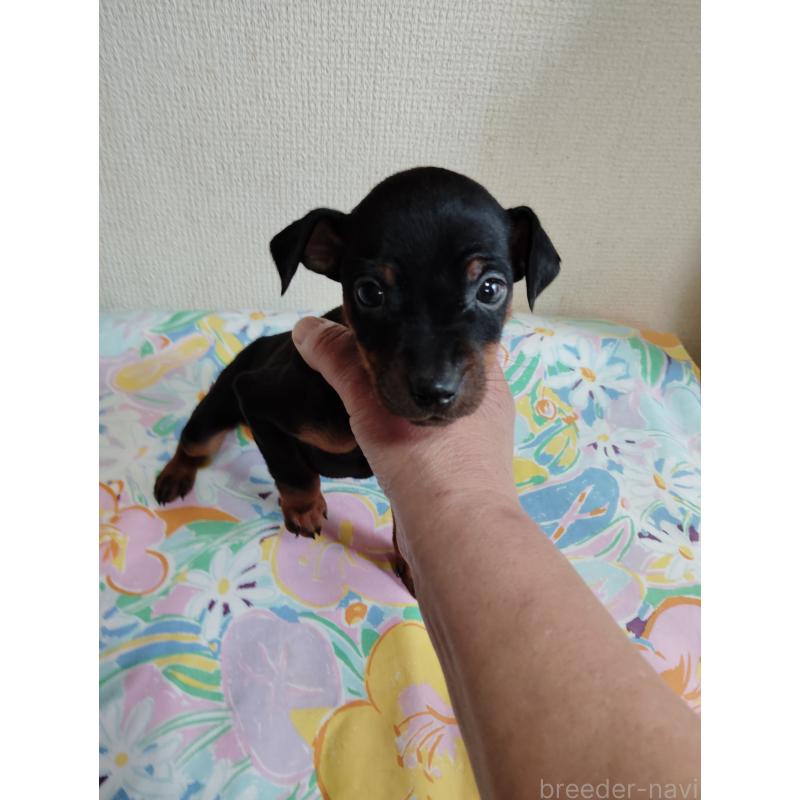 販売中の大阪府のミニチュアピンシャー(ミニピン)-451046の4枚目