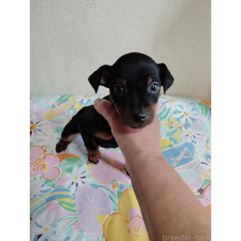 販売中の大阪府のミニチュアピンシャー(ミニピン)-451046の3枚目