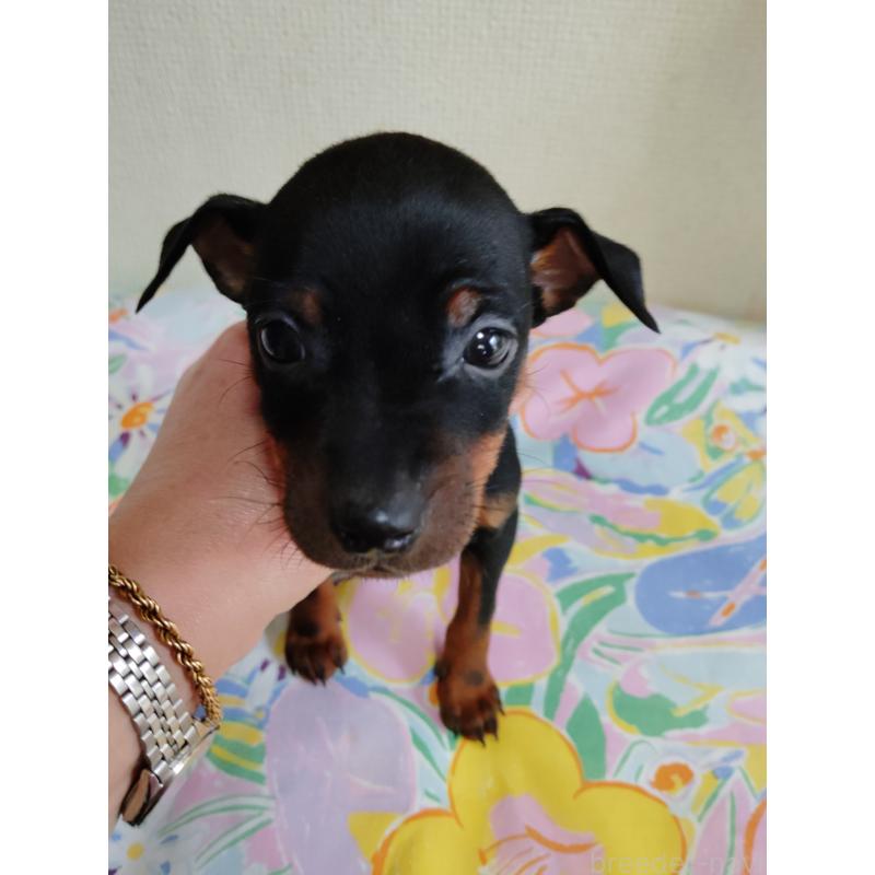 販売中の大阪府のミニチュアピンシャー(ミニピン)-451046の2枚目