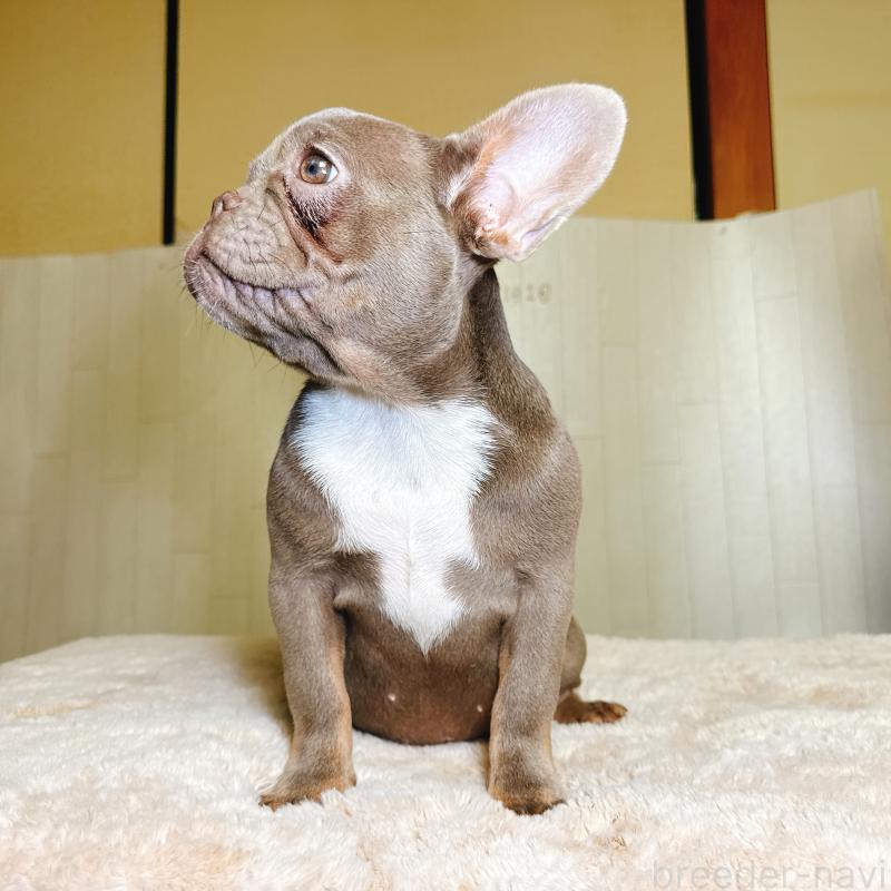 販売中の奈良県のフレンチブルドッグ-446844の7枚目