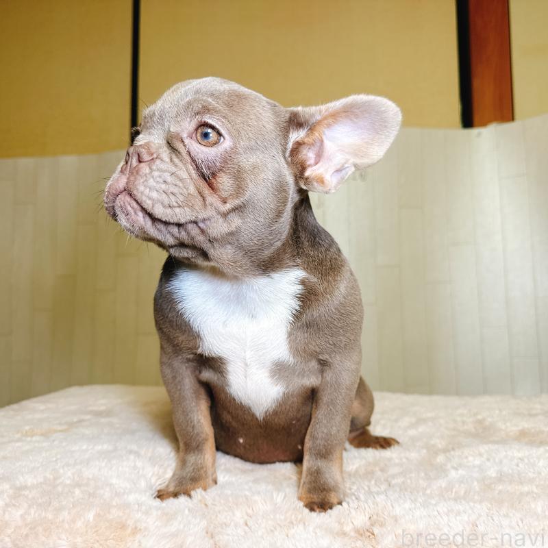 販売中の奈良県のフレンチブルドッグ-446844の6枚目