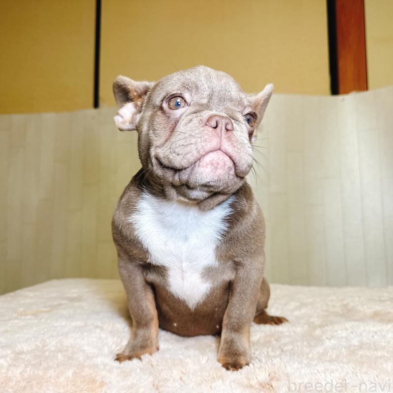 販売中の奈良県のフレンチブルドッグ-446844の5枚目