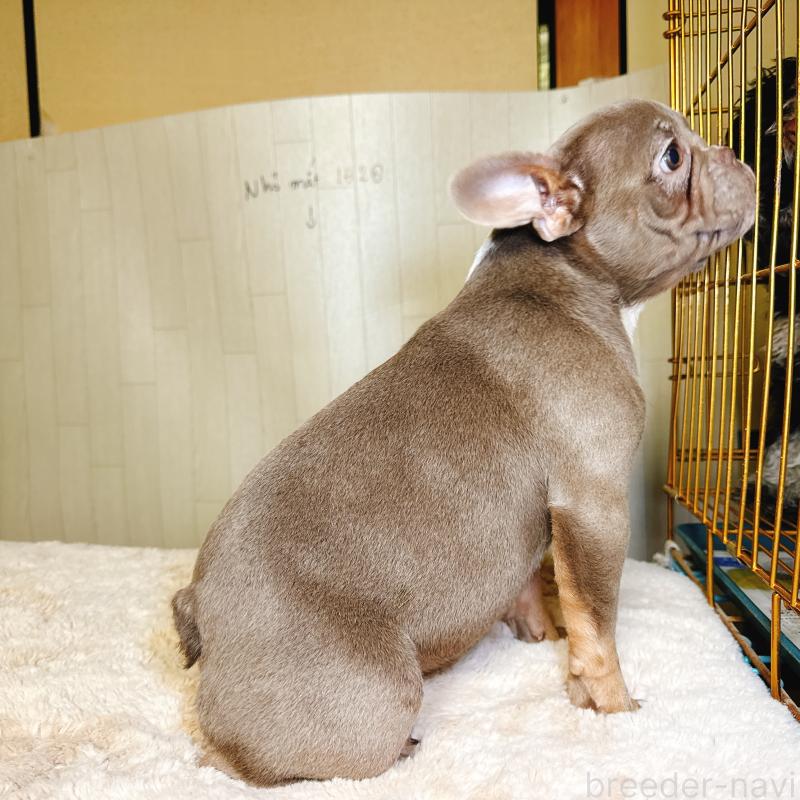 販売中の奈良県のフレンチブルドッグ-446844の4枚目