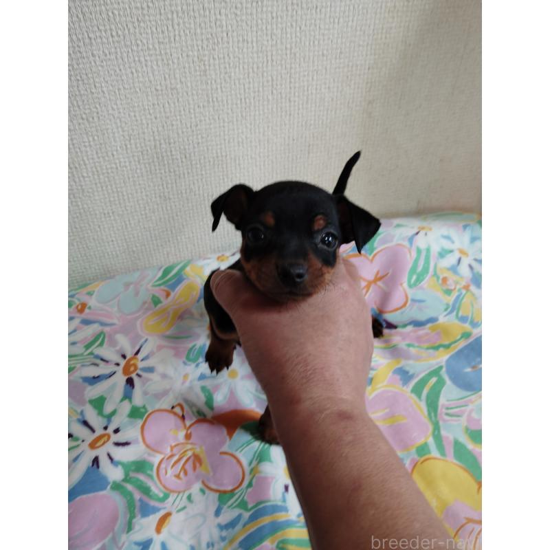 販売中の大阪府のミニチュアピンシャー(ミニピン)-451344の5枚目