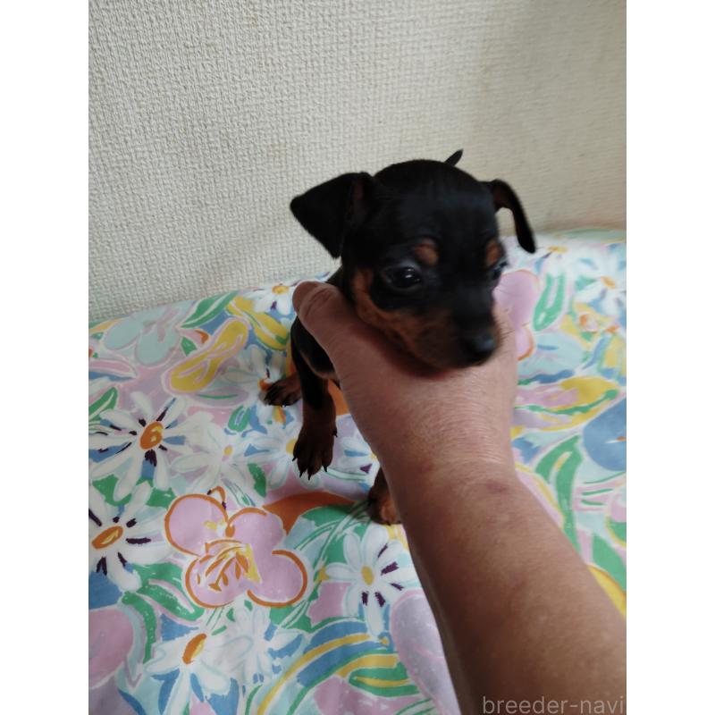 販売中の大阪府のミニチュアピンシャー(ミニピン)-451344の4枚目