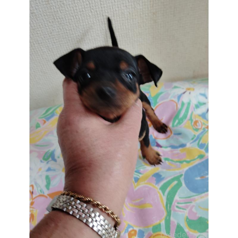 販売中の大阪府のミニチュアピンシャー(ミニピン)-451344の3枚目