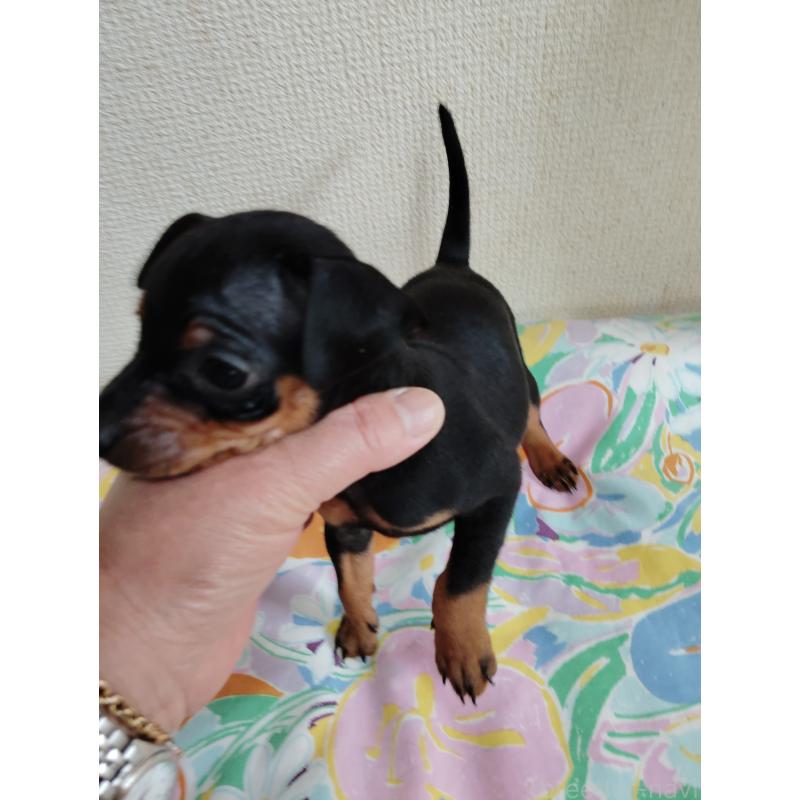 販売中の大阪府のミニチュアピンシャー(ミニピン)-451344の2枚目