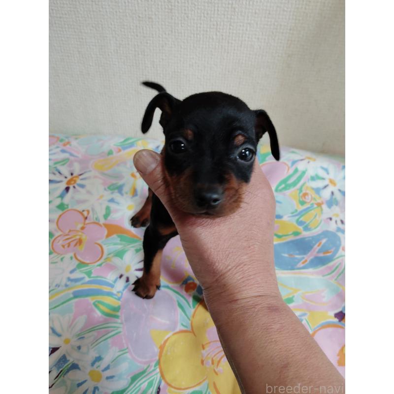 販売中の大阪府のミニチュアピンシャー(ミニピン)-450611の6枚目