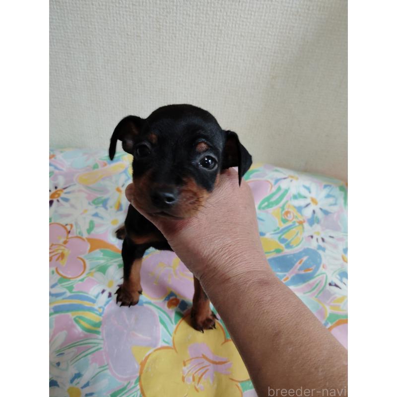 販売中の大阪府のミニチュアピンシャー(ミニピン)-450611の5枚目