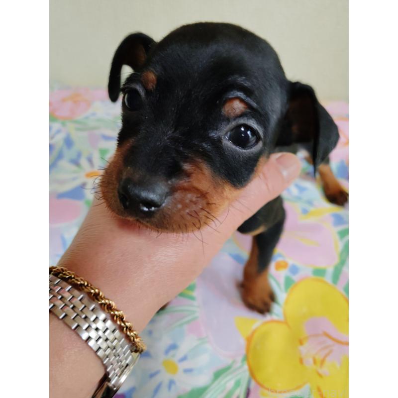 販売中の大阪府のミニチュアピンシャー(ミニピン)-450611の4枚目