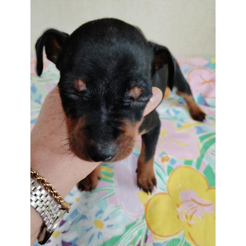 販売中の大阪府のミニチュアピンシャー(ミニピン)-450611の3枚目