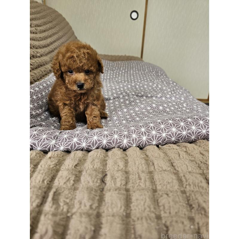 販売中の埼玉県のティーカッププードル-451798の12枚目