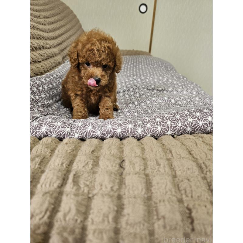 販売中の埼玉県のティーカッププードル-451798の11枚目