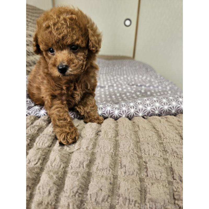 販売中の埼玉県のティーカッププードル-451798の10枚目