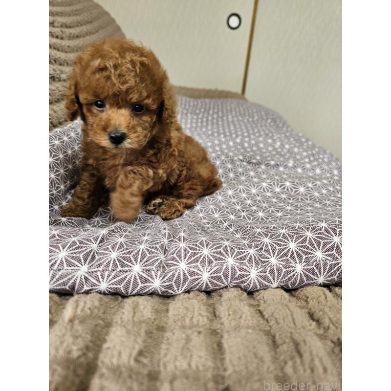 販売中の埼玉県のティーカッププードル-451798の9枚目