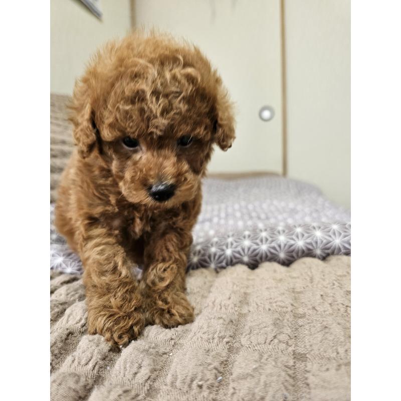 販売中の埼玉県のティーカッププードル-451798の7枚目