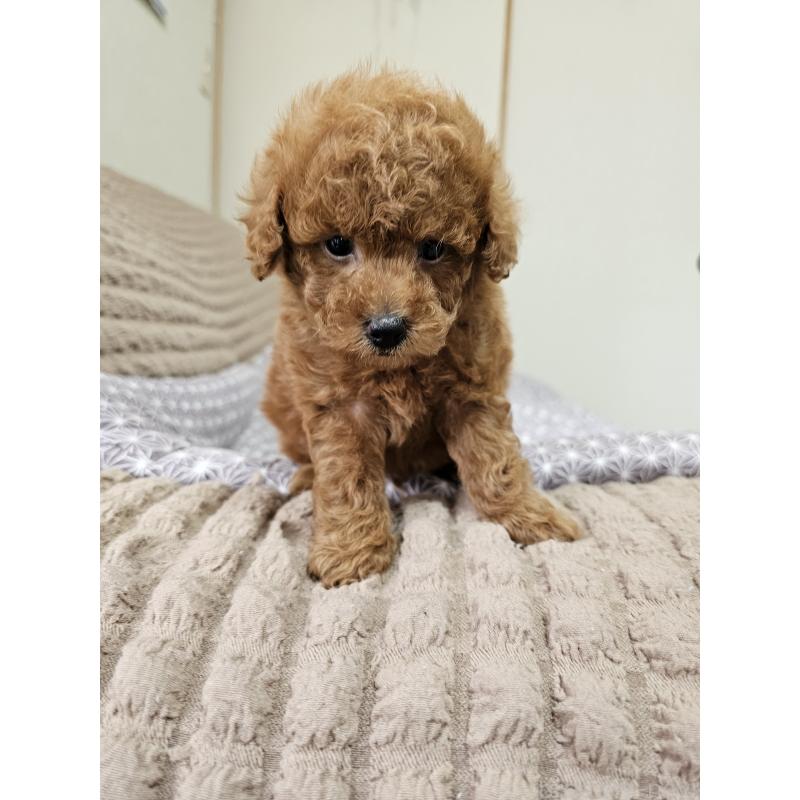 販売中の埼玉県のティーカッププードル-451798の6枚目