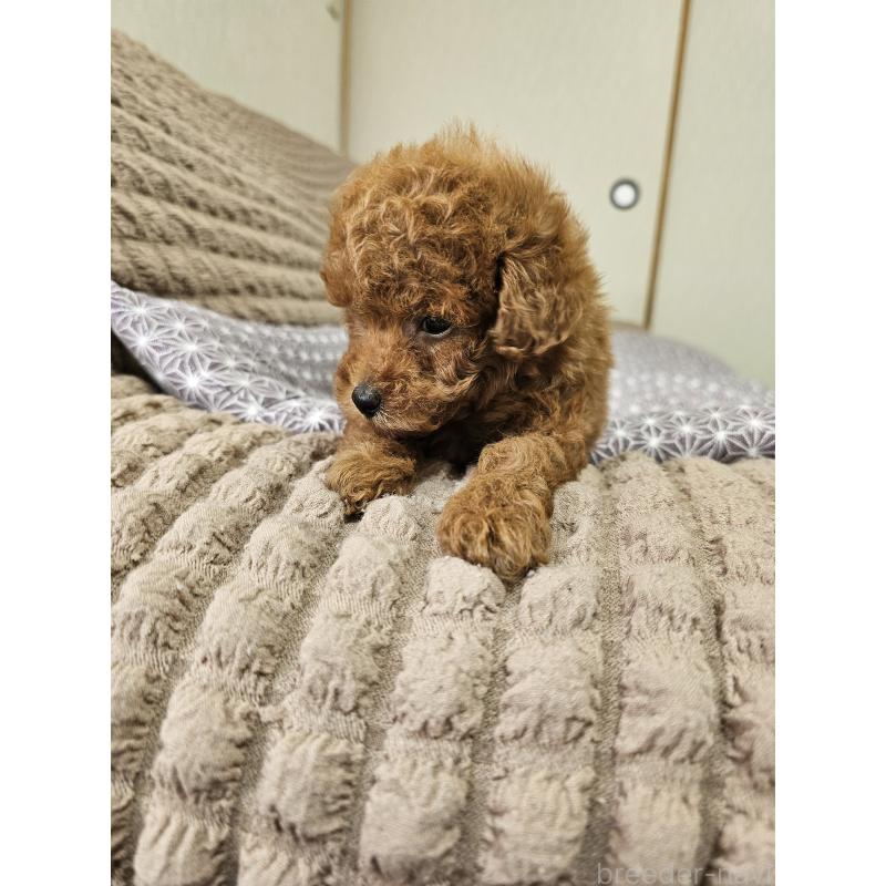 販売中の埼玉県のティーカッププードル-451798の5枚目