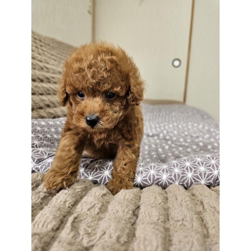 販売中の埼玉県のティーカッププードル-451798の3枚目