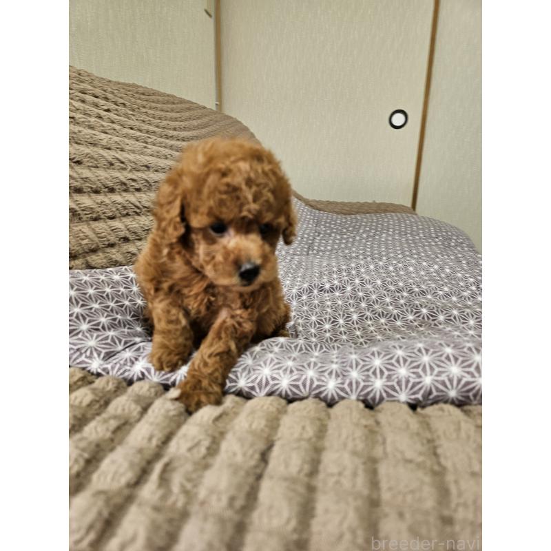 販売中の埼玉県のティーカッププードル-451798の2枚目