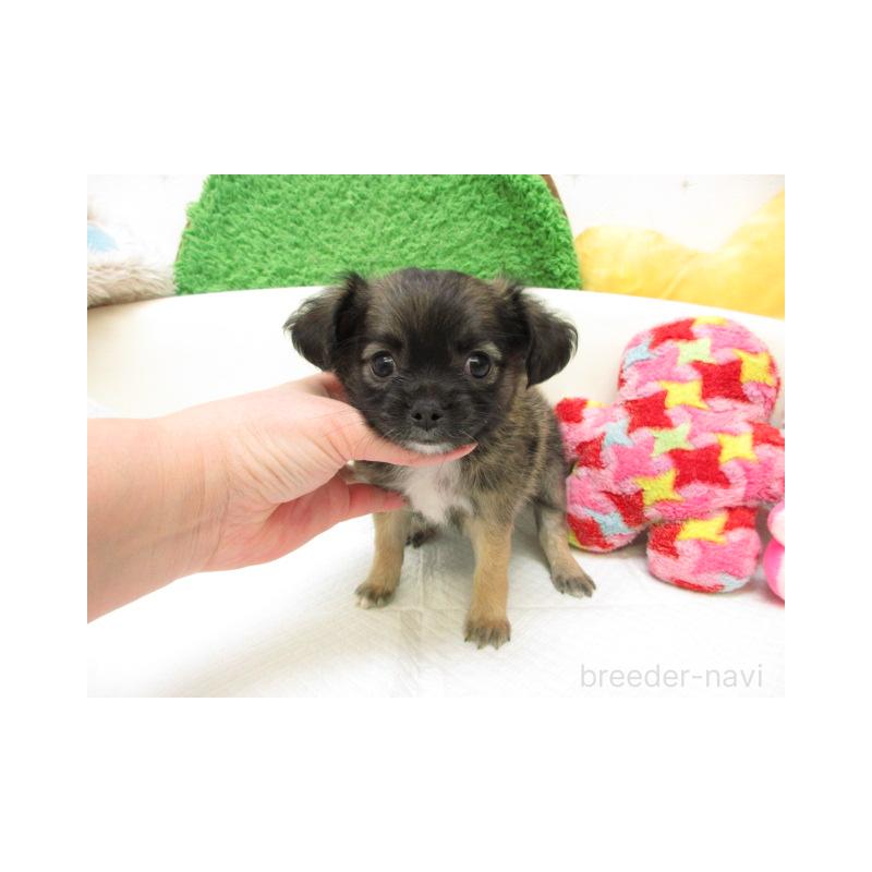 販売中の大阪府のチワワ(ロングコート)-451799の2枚目