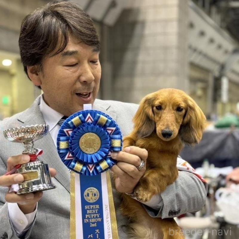 販売中の兵庫県のミニチュアダックスフンド(ロングヘアード)-451801の4枚目