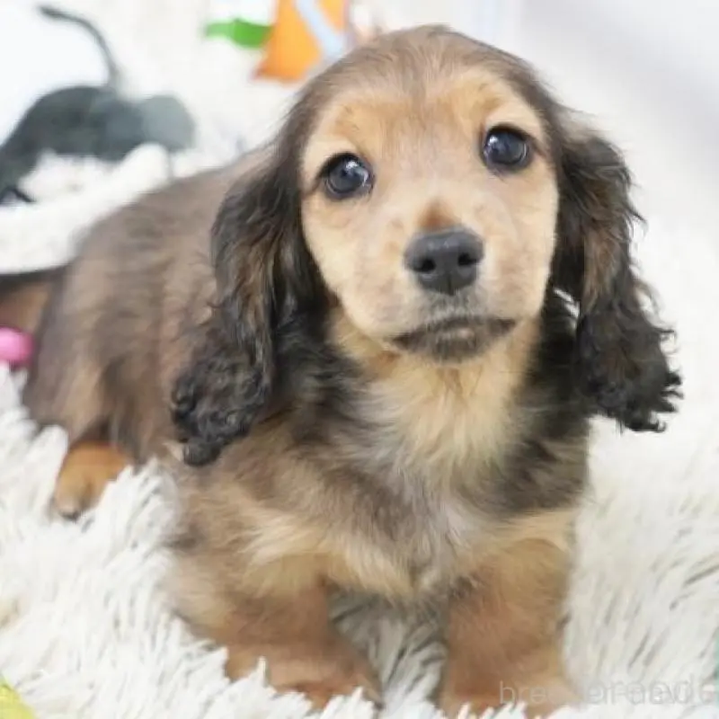 ダックスフンド専門ショーブリーダーの元で優良血統の子犬が生まれています！
ショーラインの子は大人になった時にどなたが見ても綺麗な自慢の子に育ってくれますよ(^-^)

各種クレジットカード利用可。

両親PRAクリアです
タレ目が可愛い✨
マイペースで小ぶりな男の子です♫

●千葉県、宮城県に協力販売店がありますので、関東、東北、近郊在住の方でも子犬をお迎えいただけます。詳細はお問合せください。

★同じ兄妹でも子犬の性格はみんな違います。ご家族構成に合った犬の選び方をアドバイスいたします。
★犬は飼い主さんの育て方ひとつで全く違った犬へと成長していきます。飼い主さんが手に負えない子に育っていかないように、犬との関係性の築き方など詳しくご説明いたします。
ショーマナーなど訓練をする私どもが、ＬＩＮＥやメール、お電話などによる家庭犬の飼育相談！アフターケアも万全ですので、飼育初心者の方でも安心してお迎えいただけます。

・父親:JKCチャンピオン！レッド　カルビくん
・母親:ブラックタン(ライムちゃん)
・健康状態良好！今の所欠点はありません。
・自然に囲まれた環境の良い犬舎で、親・兄妹一緒にスクスク成長中！
・離乳後は、兄妹・犬舎の他の子犬達と一緒に生活します。
　遊びを通じて犬同士の付き合い方をしっかりと学びます。
・丹精込めて育ております。
　人間と接する時間が多く、人懐っこい性格に育ちます。

★★★ブリーディングポリシー★★★
●当方では、生まれてくる子犬の健全性に配慮して、黒い毛のないクリアなカラーの親犬同士の掛け合わせやレアカラーなどのブリーディングは行っておりません。
●健康で良い犬の作出には力を注いでいますが、販売だけを目的に、クリアなカラー、極小サイズなどを意識したブリーディングは行っておりません。
●人間の子供と同じく、生後半年頃までの育ち盛りの子犬は成犬時以上に栄養価が必要です。成長期の子犬は見た目にコロコロとしている事が当たり前ですから、過度にウェイトを少なくするような飼育は行っておりません。

ご希望の方には、最新の写真をお届けいたしますので、ご遠慮なくお知らせください。

もちろんご見学大歓迎です！

PayPay取扱店!