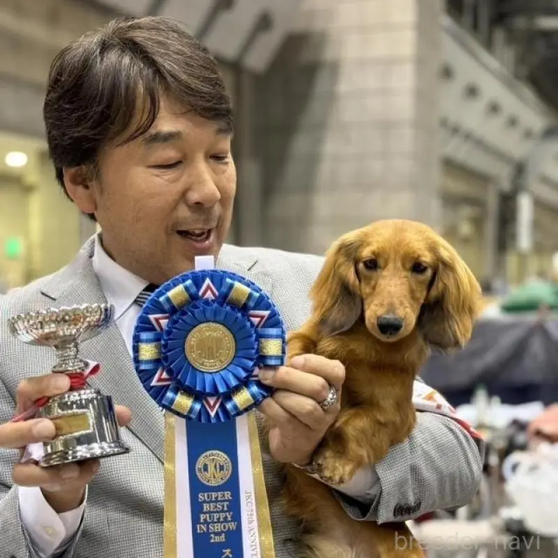 販売中の兵庫県のミニチュアダックスフンド(ロングヘアード)-451802の4枚目