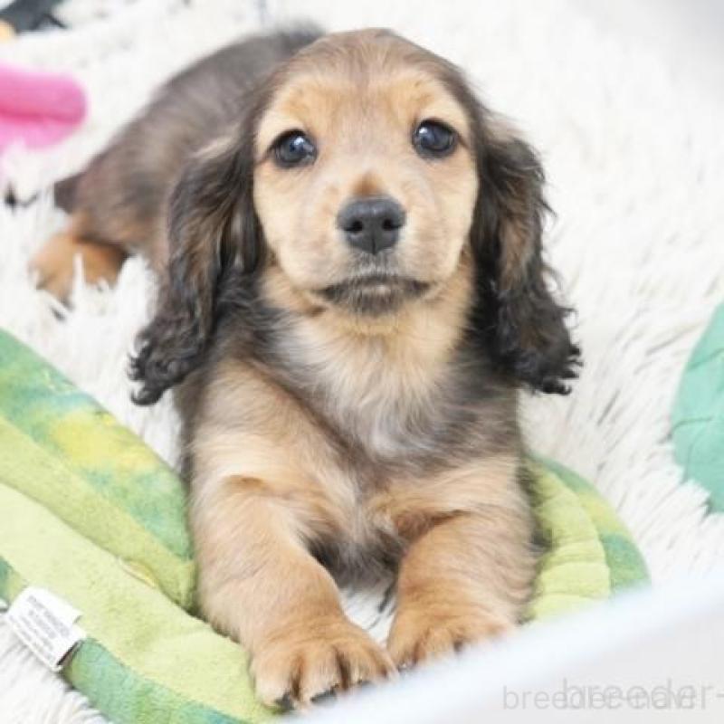 販売中の兵庫県のミニチュアダックスフンド(ロングヘアード)-451802の3枚目