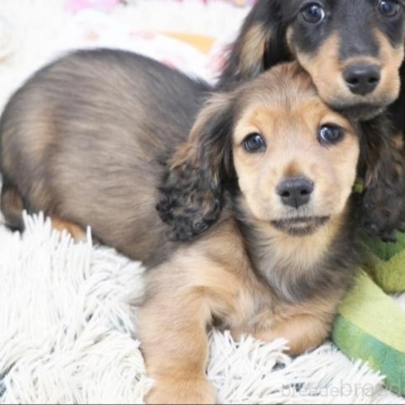 販売中の兵庫県のミニチュアダックスフンド(ロングヘアード)-451802の2枚目