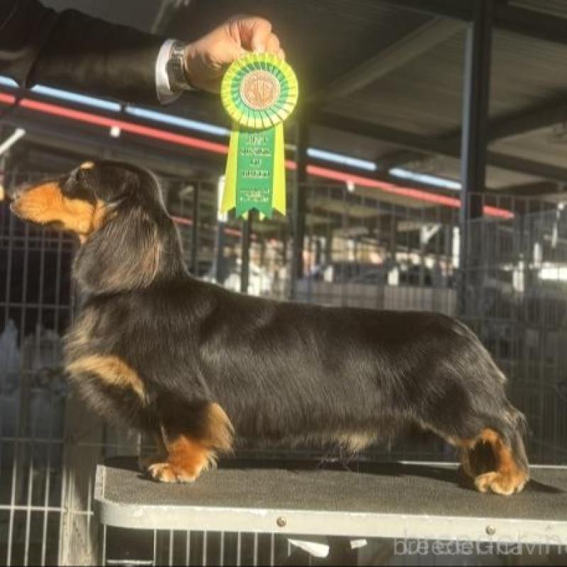 販売中の兵庫県のミニチュアダックスフンド(ロングヘアード)-451804の4枚目