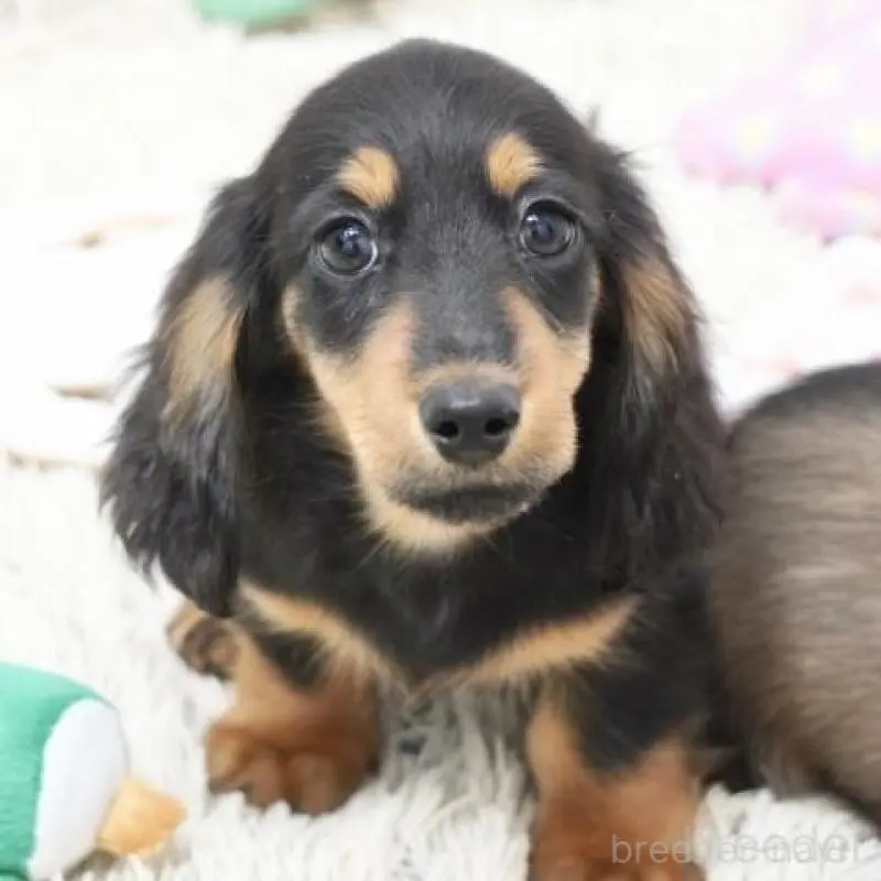 ダックスフンド専門ショーブリーダーの元で優良血統の子犬が生まれています！
ショーラインの子は大人になった時にどなたが見ても綺麗な自慢の子に育ってくれますよ(^-^)

各種クレジットカード利用可。

PRA発症リスクはありません
サイズは少し小ぶりです♫

●千葉県、宮城県に協力販売店がありますので、関東、東北、近郊在住の方でも子犬をお迎えいただけます。詳細はお問合せください。

★同じ兄妹でも子犬の性格はみんな違います。ご家族構成に合った犬の選び方をアドバイスいたします。
★犬は飼い主さんの育て方ひとつで全く違った犬へと成長していきます。飼い主さんが手に負えない子に育っていかないように、犬との関係性の築き方など詳しくご説明いたします。
ショーマナーなど訓練をする私どもが、ＬＩＮＥやメール、お電話などによる家庭犬の飼育相談！アフターケアも万全ですので、飼育初心者の方でも安心してお迎えいただけます。

・父親:JKCチャンピオン！ブラックタン　ゴーくん
・母親:ブラックタン(クリスちゃん)
・健康状態良好！今の所欠点はありません。
・自然に囲まれた環境の良い犬舎で、親・兄妹一緒にスクスク成長中！
・離乳後は、兄妹・犬舎の他の子犬達と一緒に生活します。
　遊びを通じて犬同士の付き合い方をしっかりと学びます。
・丹精込めて育ております。
　人間と接する時間が多く、人懐っこい性格に育ちます。

★★★ブリーディングポリシー★★★
●当方では、生まれてくる子犬の健全性に配慮して、黒い毛のないクリアなカラーの親犬同士の掛け合わせやレアカラーなどのブリーディングは行っておりません。
●健康で良い犬の作出には力を注いでいますが、販売だけを目的に、クリアなカラー、極小サイズなどを意識したブリーディングは行っておりません。
●人間の子供と同じく、生後半年頃までの育ち盛りの子犬は成犬時以上に栄養価が必要です。成長期の子犬は見た目にコロコロとしている事が当たり前ですから、過度にウェイトを少なくするような飼育は行っておりません。

ご希望の方には、最新の写真をお届けいたしますので、ご遠慮なくお知らせください。

もちろんご見学大歓迎です！

PayPay取扱店!